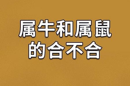 属牛和属兔相配,牛兔之间的和谐美满关系