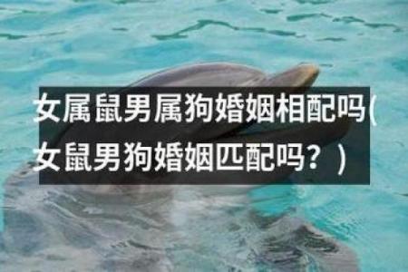 06年女狗和什么相配,06年女狗最适合搭配什么