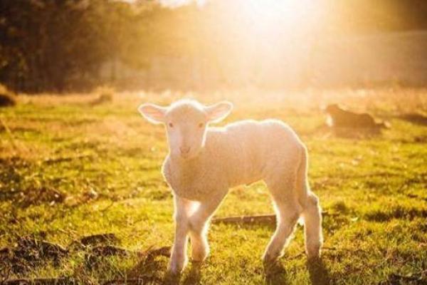 03属羊和什么属相配 03属羊与哪些属相最为合适