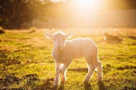 03属羊和什么属相配 03属羊与哪些属相最为合适