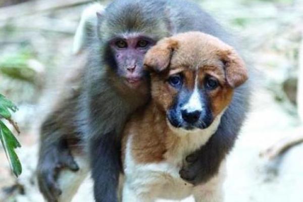 56年属猴与什么属相配 56年属猴最配的属相有哪些 56年属猴与什么属相配 56年属猴最配的属相有哪些