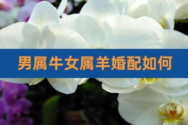 03年羊男与属龙女相配吗,03年羊男与属龙女的搭配情况如何