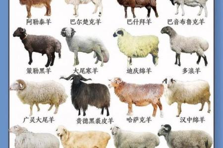 属牛和属羊会相配吗（牛羊属相是否会相互合适）