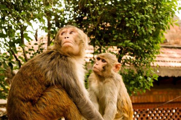 属牛和属侯相配不相克吗 属牛与属猴的相配与相克关系